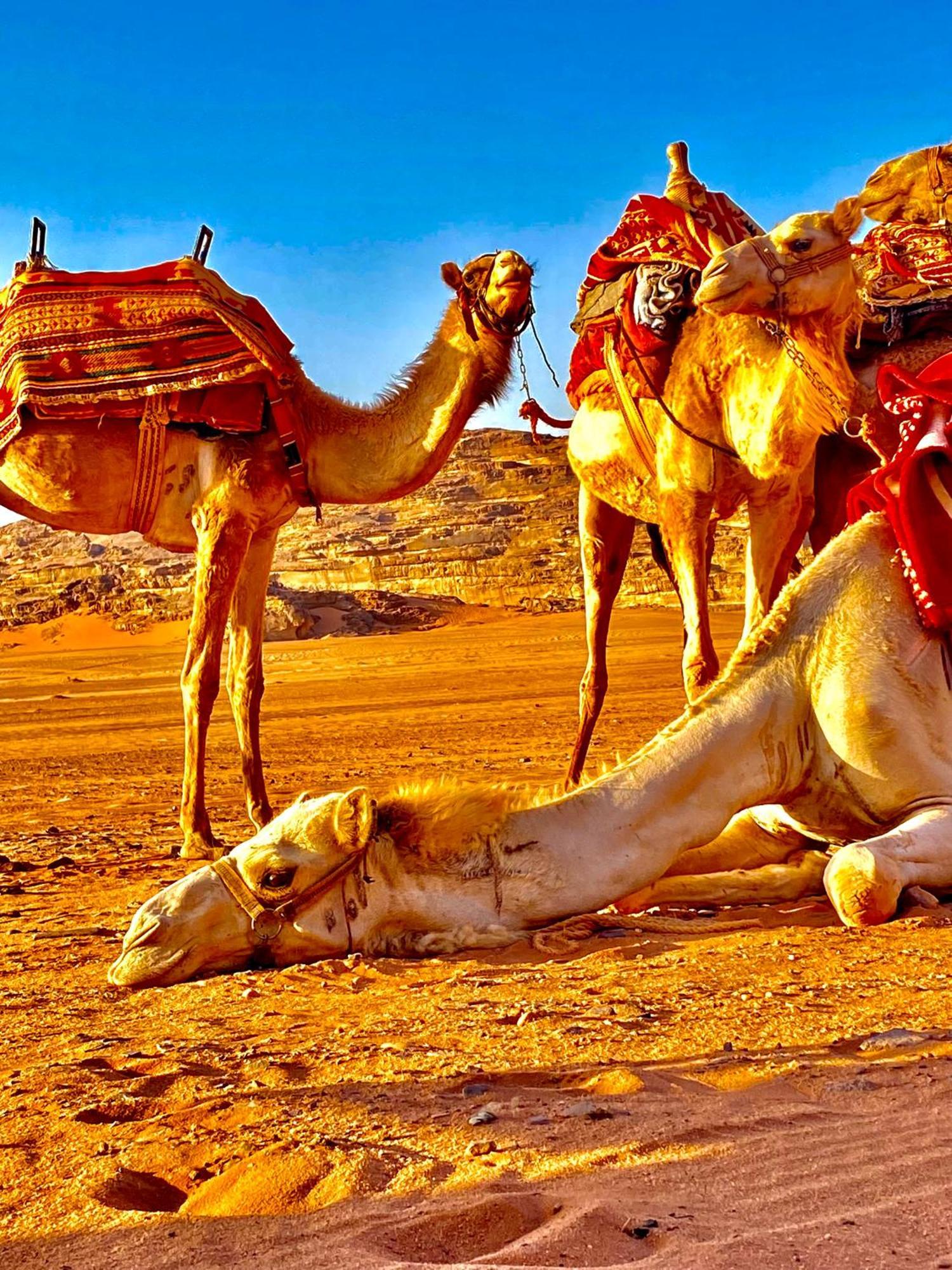 Rum Relaxation Luxury Camp Wadi Rum Eksteriør bilde