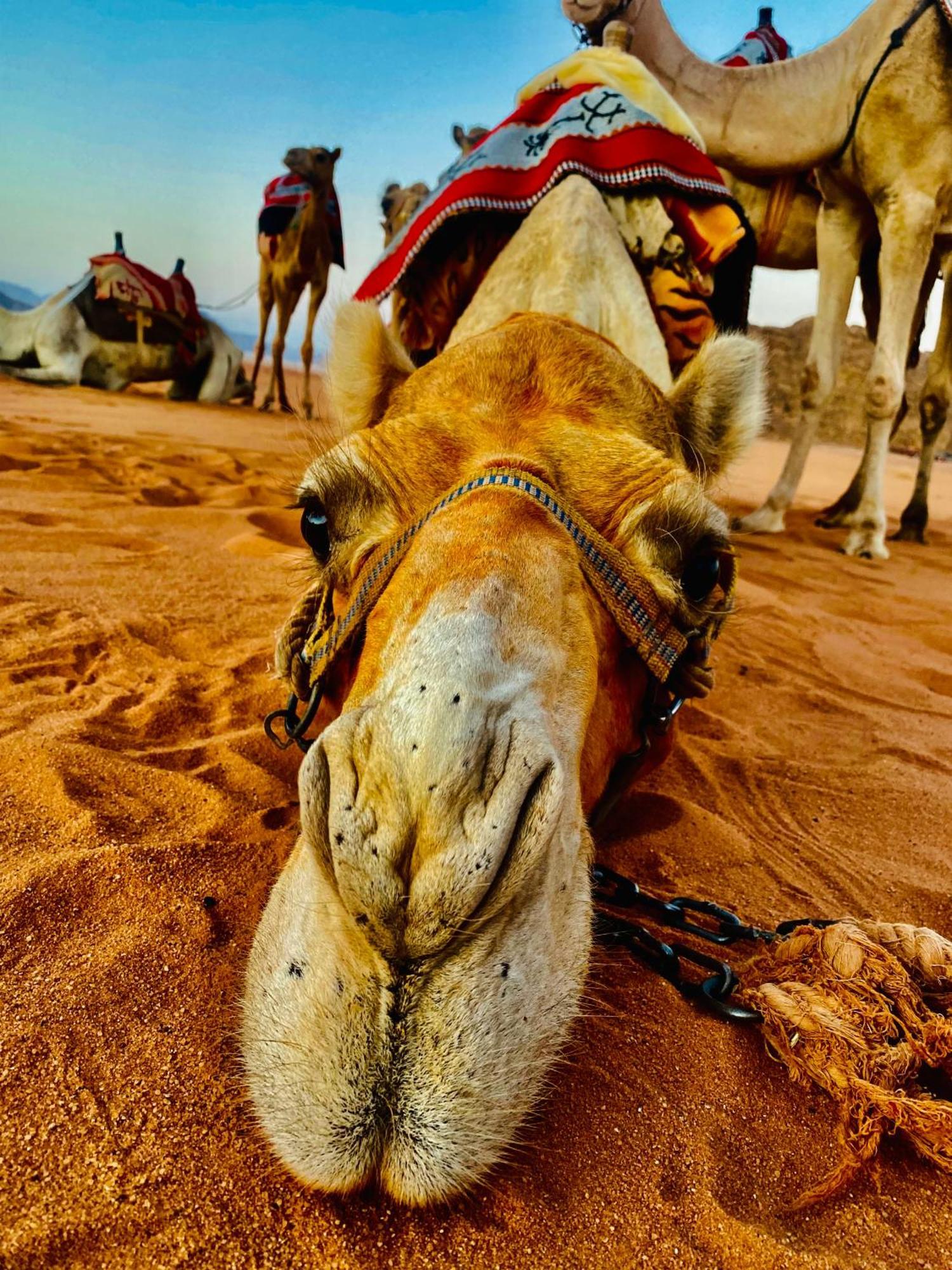 Rum Relaxation Luxury Camp Wadi Rum Eksteriør bilde